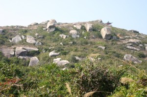 1512lamma
