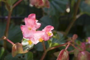 IMG_6972